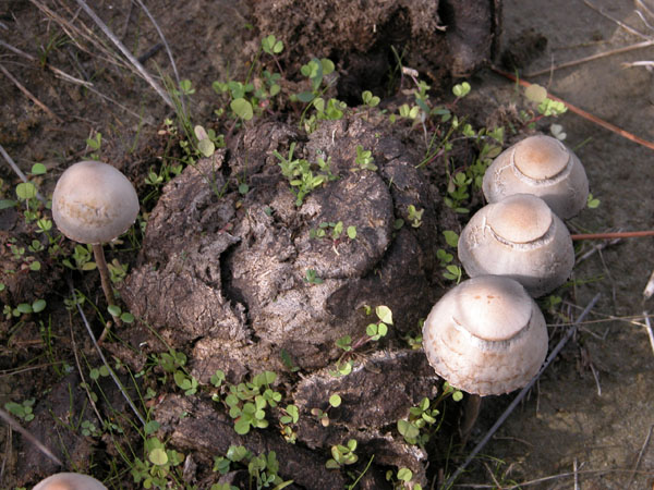 funghi della Maremma